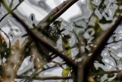 Coucou koël - Eudynamys scolopaceus - Asian Koel<br>Tamil Nadu - தமிழ் நாடு   - Vedanthangal