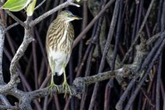 Crabier de Gray - Ardeola grayii - Indian Pond Heron<br>Tamil Nadu - தமிழ் நாடு  - Vedanthangal 