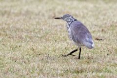 Crabier de Gray - Ardeola grayii - Indian Pond Heron<br>Tamil Nadu - தமிழ் நாடு - Vedanthangal  