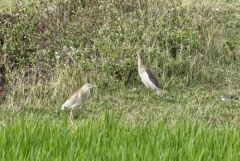 Crabier de Gray - Ardeola grayii - Indian Pond Heron<br>Tamil Nadu - தமிழ் நாடு  - Vedanthangal 