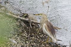 Crabier de Gray(nuptial) - Ardeola grayii - Indian Pond Heron<br>Tamil Nadu - தமிழ் நாடு  - Vedanthangal 