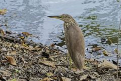 Crabier de Gray - Ardeola grayii - Indian Pond Heron<br>Tamil Nadu - தமிழ் நாடு  - Vedanthangal 