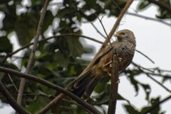 Cratérope affin - Yellow-billed Babbler - Turdoides affinis<br>Tamil Nadu - தமிழ் நாடு 