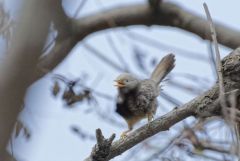 Cratérope affin - Yellow-billed Babbler - Turdoides affinis<br>Tamil Nadu - தமிழ் நாடு 