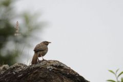 Cratérope de brousse - Turdoides striata - Jungle Babbler<br>Tamil Nadu - தமிழ் நாடு  - Nilgiris