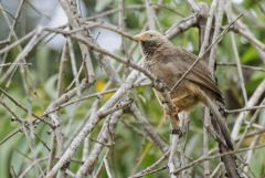 Cratérope de brousse - Turdoides striata - Jungle Babbler<br>Tamil Nadu - தமிழ் நாடு  - Nilgiris