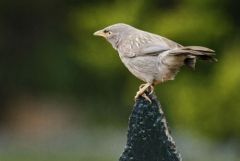 Cratérope de brousse - Turdoides striata - Jungle Babbler<br>Tamil Nadu - தமிழ் நாடு  - Nilgiris