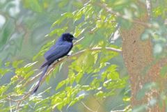 Drongo bronzé - Dicrurus aeneus - Bronzed Drongo<br>Tamil Nadu - தமிழ் நாடு 