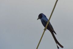 Drongo royal - Dicrurus macrocercus - Black Drongo<br>Tamil Nadu - தமிழ் நாடு  