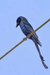 Drongo royal - Dicrurus macrocercus - Black Drongo<br>Tamil Nadu - தமிழ் நாடு  