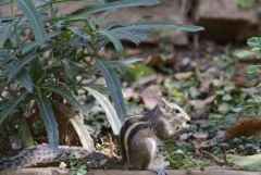 Écureuil palmiste indien - Funambulus palmarum - three-striped palm squirrel<br>Tamil Nadu - தமிழ் நாடு 