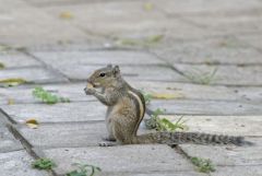 Écureuil palmiste indien - Funambulus palmarum - three-striped palm squirrel<br>Tamil Nadu - தமிழ் நாடு  