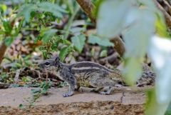 Écureuil palmiste indien - Funambulus palmarum - three-striped palm squirrel<br>Tamil Nadu - தமிழ் நாடு 