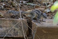 Écureuil palmiste indien - Funambulus palmarum - three-striped palm squirrel<br>Tamil Nadu - தமிழ் நாடுGoa (गोंय (gõy))  