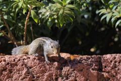 Écureuil palmiste indien - Funambulus palmarum - three-striped palm squirrel<br>Tamil Nadu - தமிழ் நாடுGoa (गोंय (gõy)) 