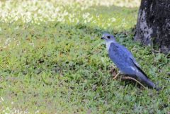 Élanion blanc - Elanus caeruleus + Caméléon Indien - Chamaeleo zeylanicus<br>Goa (गोंय (gõy))