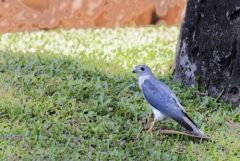 Élanion blanc - Elanus caeruleus + Caméléon Indien - Chamaeleo zeylanicus<br>Goa (गोंय (gõy))