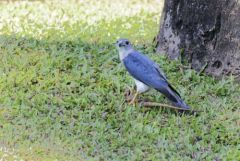 Élanion blanc - Elanus caeruleus + Caméléon Indien - Chamaeleo zeylanicus<br>Goa (गोंय (gõy))