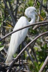 Grande Aigrette - Ardea alba - Great Egret<br>Tamil Nadu - தமிழ் நாடு  - Pichavaram