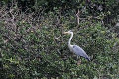 Héron cendré - Ardea cinerea - Grey Heron<br>Tamil Nadu - தமிழ் நாடு   - Vedanthangal 