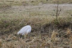 Héron garde-boeufs - Bubulcus ibis - Western Cattle Egret<br>Tamil Nadu - தமிழ் நாடு 