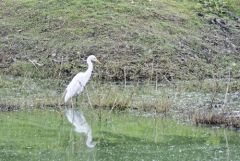 Héron intermédiaire - Ardea intermedia - Intermediate Egret<br>Tamil Nadu - தமிழ் நாடு 