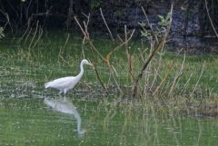 Héron intermédiaire - Ardea intermedia - Intermediate Egret<br>Tamil Nadu - தமிழ் நாடு 