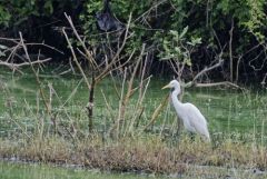 Héron intermédiaire - Ardea intermedia - Intermediate Egret<br>Tamil Nadu - தமிழ் நாடு  - Vedanthangal 