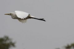 Héron intermédiaire - Ardea intermedia - Intermediate Egret<br>Tamil Nadu - தமிழ் நாடு   - Vedanthangal 