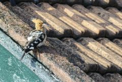 Huppe fasciée - Upupa epops - Eurasian Hoopoe<br>Tamil Nadu - தமிழ் நாடு  - Nilgiris