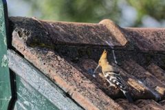 Huppe fasciée - Upupa epops - Eurasian Hoopoe<br>Tamil Nadu - தமிழ் நாடு  - Nilgiris