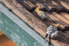 Huppe fasciée - Upupa epops - Eurasian Hoopoe<br>Tamil Nadu - தமிழ் நாடு  - Nilgiris