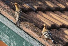 Huppe fasciée - Upupa epops - Eurasian Hoopoe<br>Tamil Nadu - தமிழ் நாடு  - Nilgiris