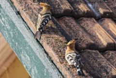 Huppe fasciée - Upupa epops - Eurasian Hoopoe<br>Tamil Nadu - தமிழ் நாடு  - Nilgiris