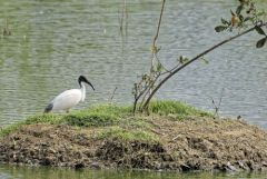 Ibis à tête noire - Threskiornis melanocephalus - Black-headed Ibis<br>Tamil Nadu - தமிழ் நாடு   - Vedanthangal