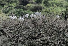 Ibis à tête noire - Threskiornis melanocephalus - Black-headed Ibis<br>Tamil Nadu - தமிழ் நாடு   - Vedanthangal