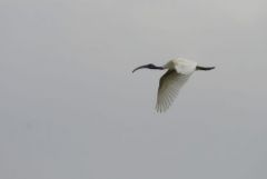 Ibis à tête noire - Threskiornis melanocephalus - Black-headed Ibis<br>Tamil Nadu - தமிழ் நாடு  - Vedanthangal 