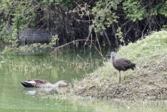 Ibis falcinelle -Plegadis falcinellus - Glossy Ibis<br>Tamil Nadu - தமிழ் நாடு   - Vedanthangal