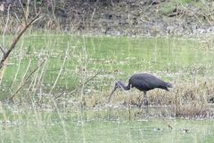 Ibis falcinelle -Plegadis falcinellus - Glossy Ibis<br>Tamil Nadu - தமிழ் நாடு   - Vedanthangal