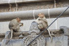 Macaque à bonnet - bonnet macaque (Macaca radiata) <br>Tamil Nadu - தமிழ் நாடு 