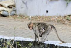 Macaque à bonnet - bonnet macaque (Macaca radiata) <br>Tamil Nadu - தமிழ் நாடு 