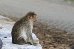 Macaque à bonnet - bonnet macaque (Macaca radiata) <br>Tamil Nadu - தமிழ் நாடு 