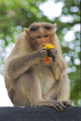 Macaque à bonnet - bonnet macaque (Macaca radiata) <br>Tamil Nadu - தமிழ் நாடு 