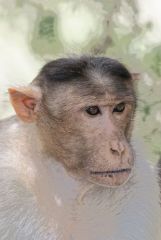 Macaque à bonnet - bonnet macaque (Macaca radiata) <br>Tamil Nadu - தமிழ் நாடு 