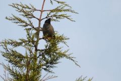 Martin forestier - Acridotheres fuscus - Jungle Myna<br>Tamil Nadu - தமிழ் நாடு  - Nilgiris