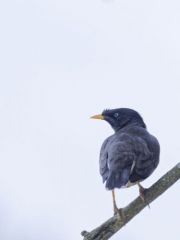 Martin forestier - Acridotheres fuscus - Jungle Myna<br>Tamil Nadu - தமிழ் நாடு - Nilgiris 