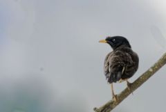 Martin forestier - Acridotheres fuscus - Jungle Myna<br>Tamil Nadu - தமிழ் நாடு  - Nilgiris