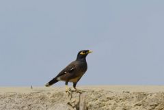 Martin triste - Acridotheres tristis - Common Myna<br>Tamil Nadu - தமிழ் நாடு 