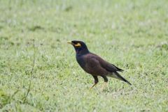 Martin triste - Acridotheres tristis - Common Myna<br>Tamil Nadu - தமிழ் நாடு 