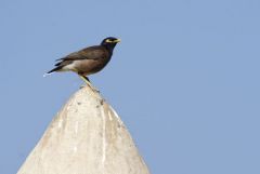 Martin triste - Acridotheres tristis - Common Myna<br>Tamil Nadu - தமிழ் நாடு 